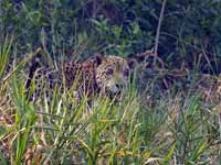 Jaguar Panthera onca