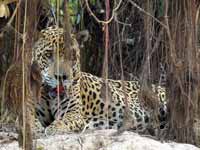 Jaguar Panthera onca