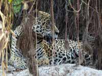 Jaguar Panthera onca