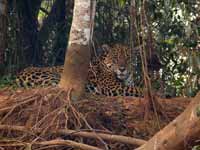 Jaguar Panthera onca