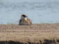 Labbe parasite Stercorarius parasiticus