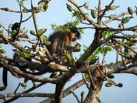 Langur à capuchon Trachypithecus pileatus