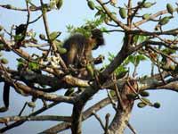 Langur à capuchon Trachypithecus pileatus