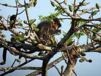 Langur à capuchon Trachypithecus pileatus