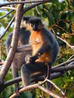 Langur à capuchon Trachypithecus pileatus