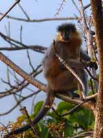 Langur à capuchon Trachypithecus pileatus