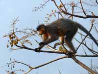 Langur à capuchon Trachypithecus pileatus