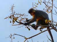 Langur à capuchon Trachypithecus pileatus