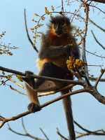 Langur à capuchon Trachypithecus pileatus