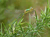 Leste verdoyant (Lestes virens)