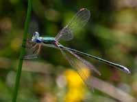 Leste verdoyant (Lestes virens)