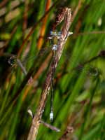 Leste verdoyant (Lestes virens)