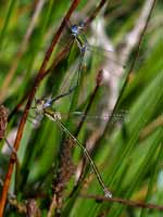 Leste verdoyant (Lestes virens)