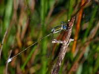 Leste verdoyant (Lestes virens)