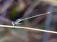 Leste brun (Sympecma fusca)