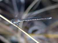 Leste brun (Sympecma fusca)