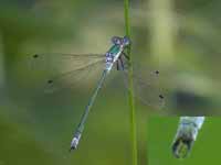 Leste dryade (Lestes dryas)