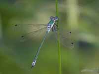 Leste dryade (Lestes dryas)