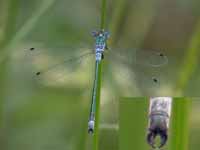 Leste dryade (Lestes dryas)