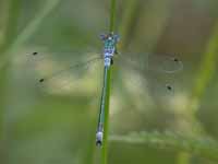 Leste dryade (Lestes dryas)