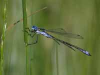 Leste dryade (Lestes dryas)