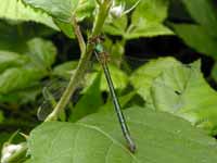 Leste dryade (Lestes dryas)