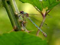 Leste dryade (Lestes dryas)