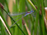 Leste fiancé (Lestes sponsa)