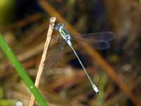 Leste fiancé (Lestes sponsa)