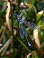 Leste fiancé (Lestes sponsa)