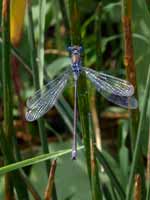 Leste fiancé (Lestes sponsa)