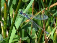 Leste fiancé (Lestes sponsa)