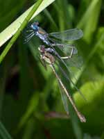 Leste fiancé (Lestes sponsa)