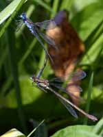 Leste fiancé (Lestes sponsa)