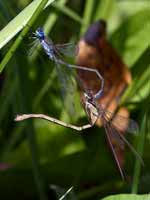 Leste fiancé (Lestes sponsa)