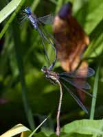 Leste fiancé (Lestes sponsa)