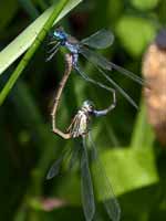 Leste fiancé (Lestes sponsa)