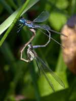 Leste fiancé (Lestes sponsa)