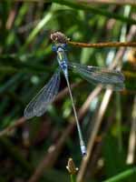 Leste fiancé (Lestes sponsa)