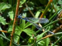 Leste fiancé (Lestes sponsa)