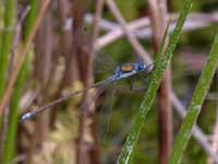 Leste fiancé (Lestes sponsa)