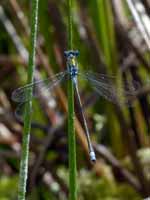 Leste fiancé (Lestes sponsa)