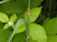 Leste sauvage (Lestes barbarus)