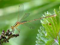 Leste sauvage (Lestes barbarus)