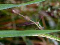 Leste sauvage (Lestes barbarus)