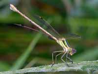 Leste sauvage (Lestes barbarus)