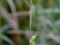 Leste sauvage (Lestes barbarus)