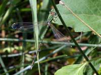 Leste sauvage (Lestes barbarus)