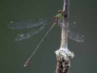 Leste vert (Chalcolestes viridis)