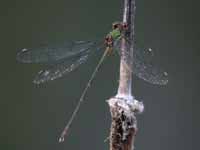 Leste vert (Chalcolestes viridis)